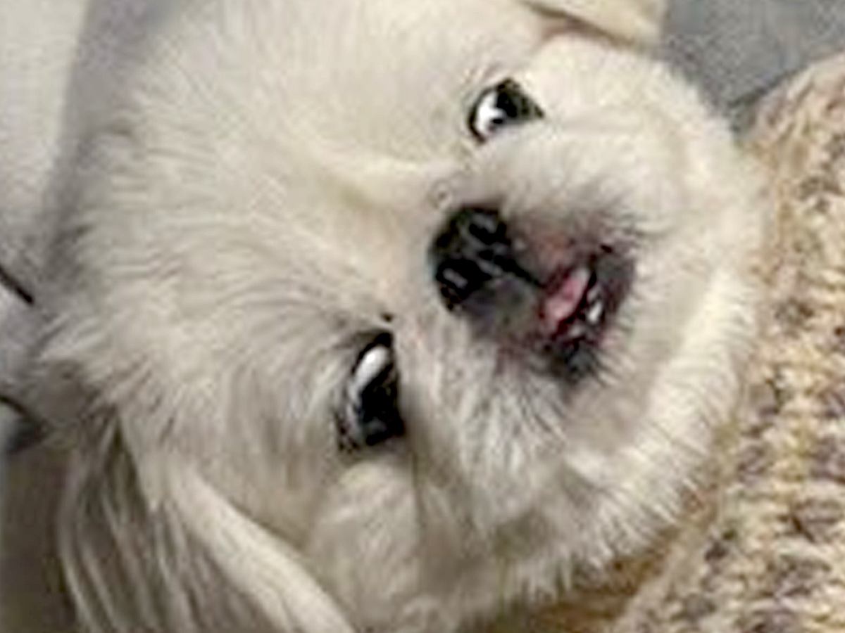 『ギリギリイヌ判定選手権』に参加した犬→寝ている姿が…想定外だった『まさかの光景』に1万2000いいね「ギリギリ人間で草」「可愛すぎｗ」