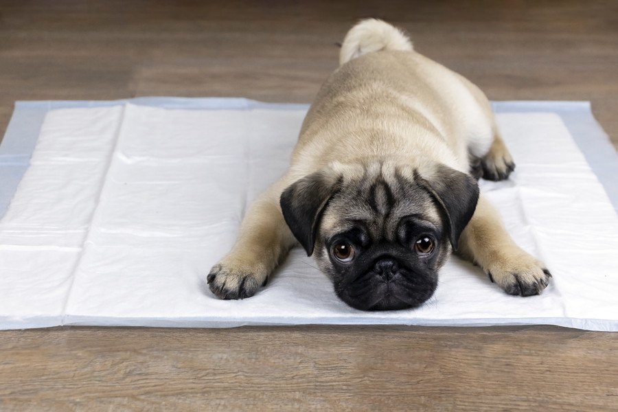 犬のおしっこがトイレからはみ出す…３つの原因と対処法