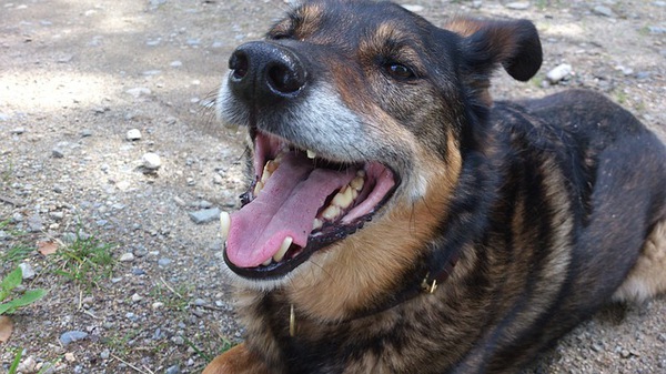 狂犬病の予防接種　その必要性とリスクについて