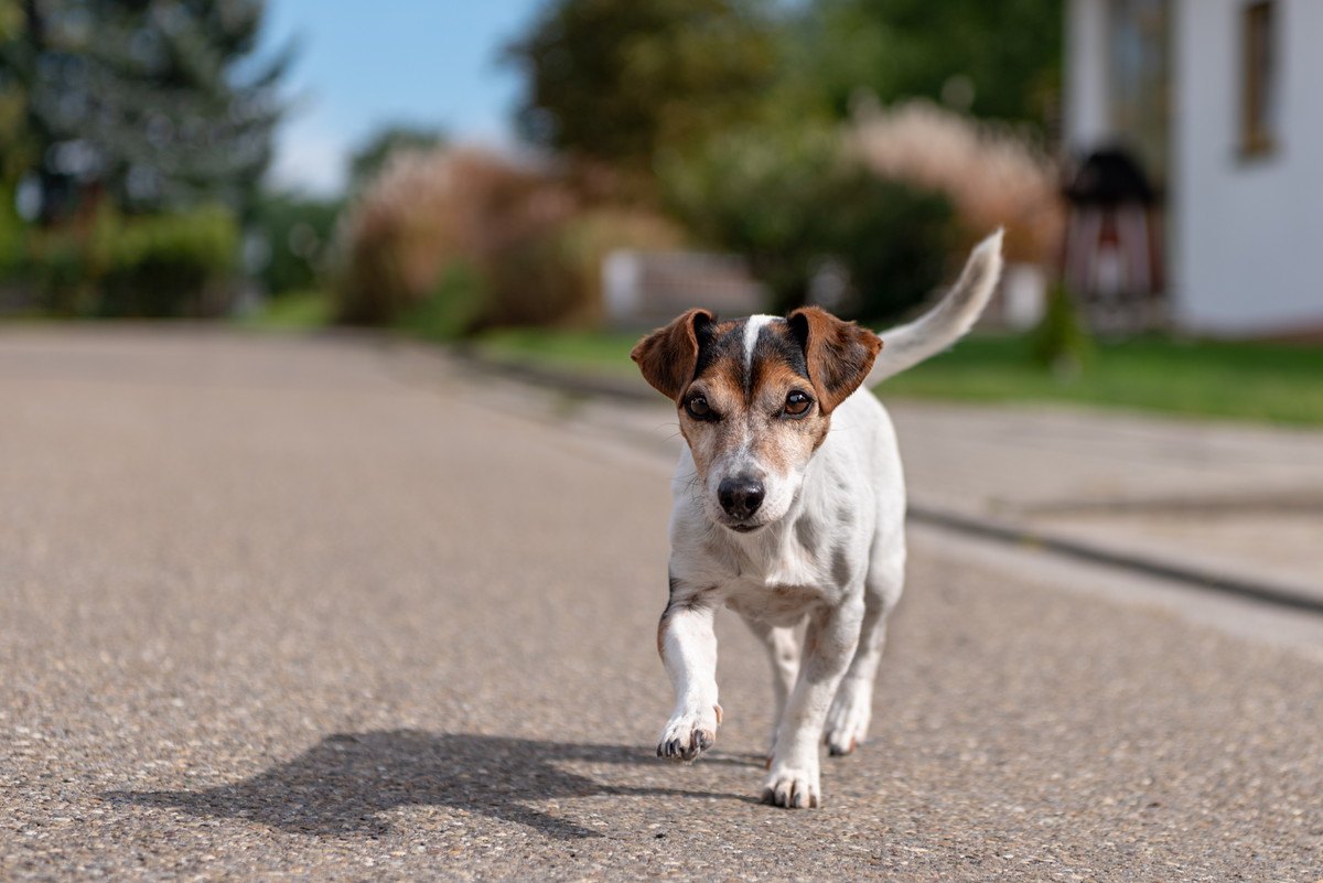 こんな時気をつけて！犬が『散歩中にしやすい怪我』5選