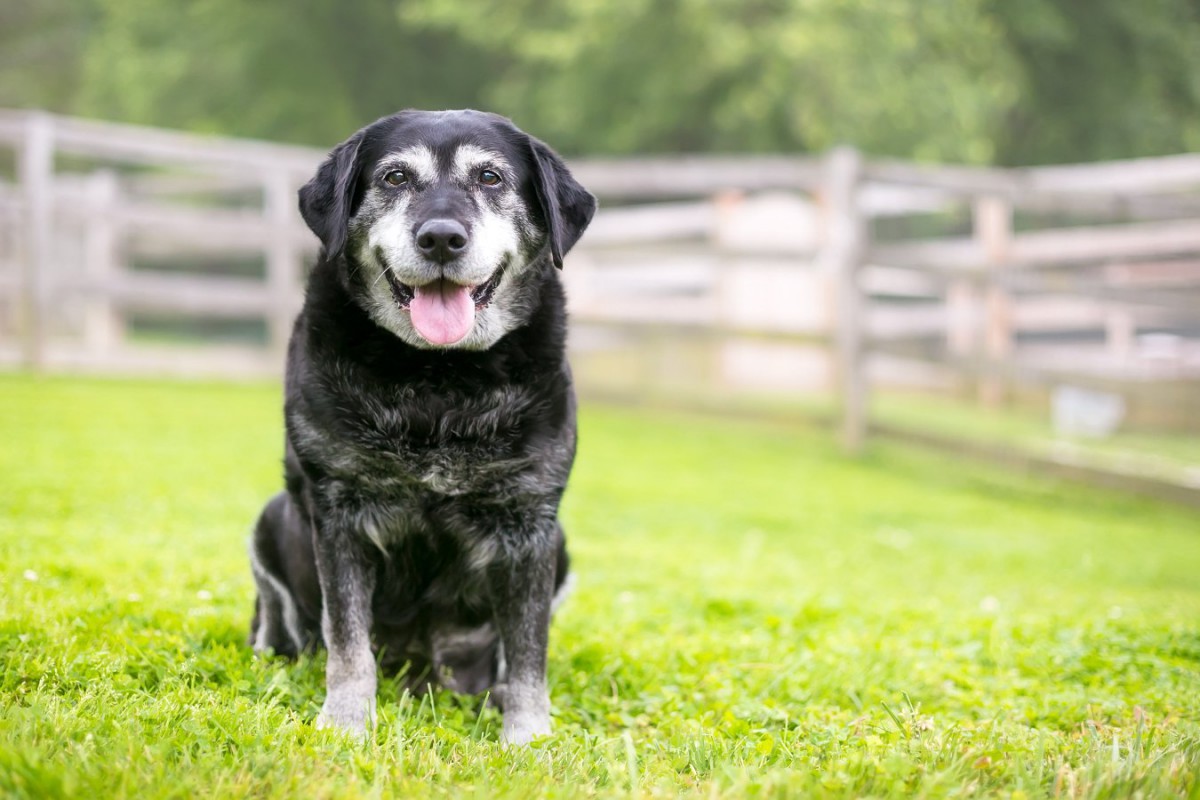 愛犬を少しでも長生きさせる『5つの秘訣』