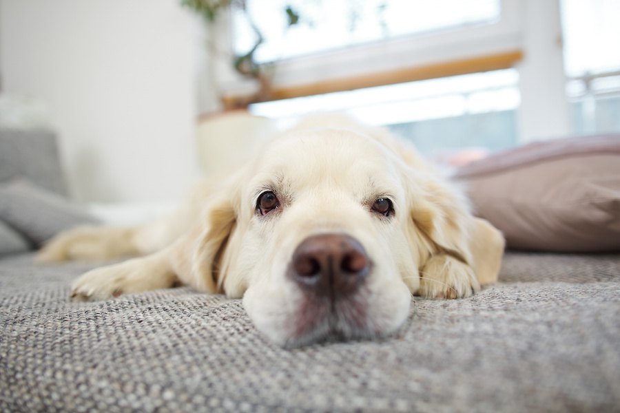 どうして懐いてくれないの？犬に警戒される人が持つ特徴５つ