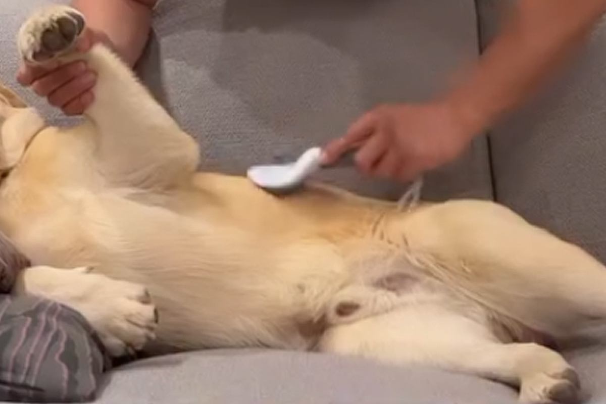 『大型犬』を飼い始めて1ヶ月→『そろそろ慣れてきたころ』と思ったら…衝撃的な『態度』が14万再生「可愛すぎる」「家の主感ハンパないｗｗ」