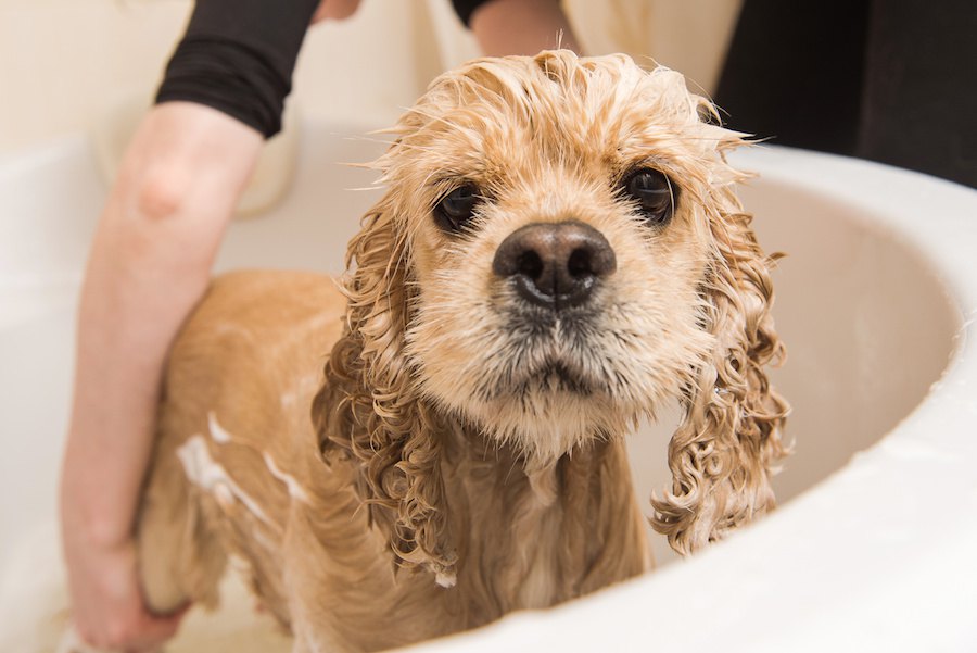 犬の被毛について、その種類とお手入れ方法