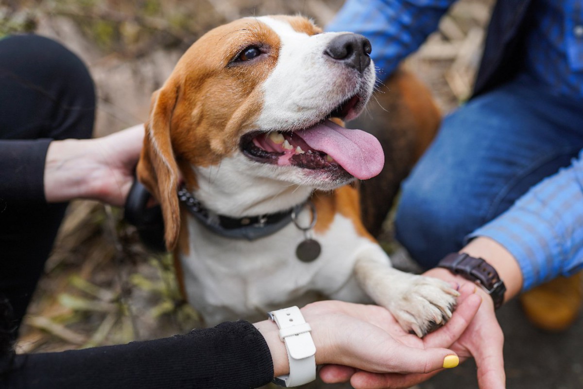 犬から好かれる人にはこんな共通点が！5つの特徴と好かれるコツ