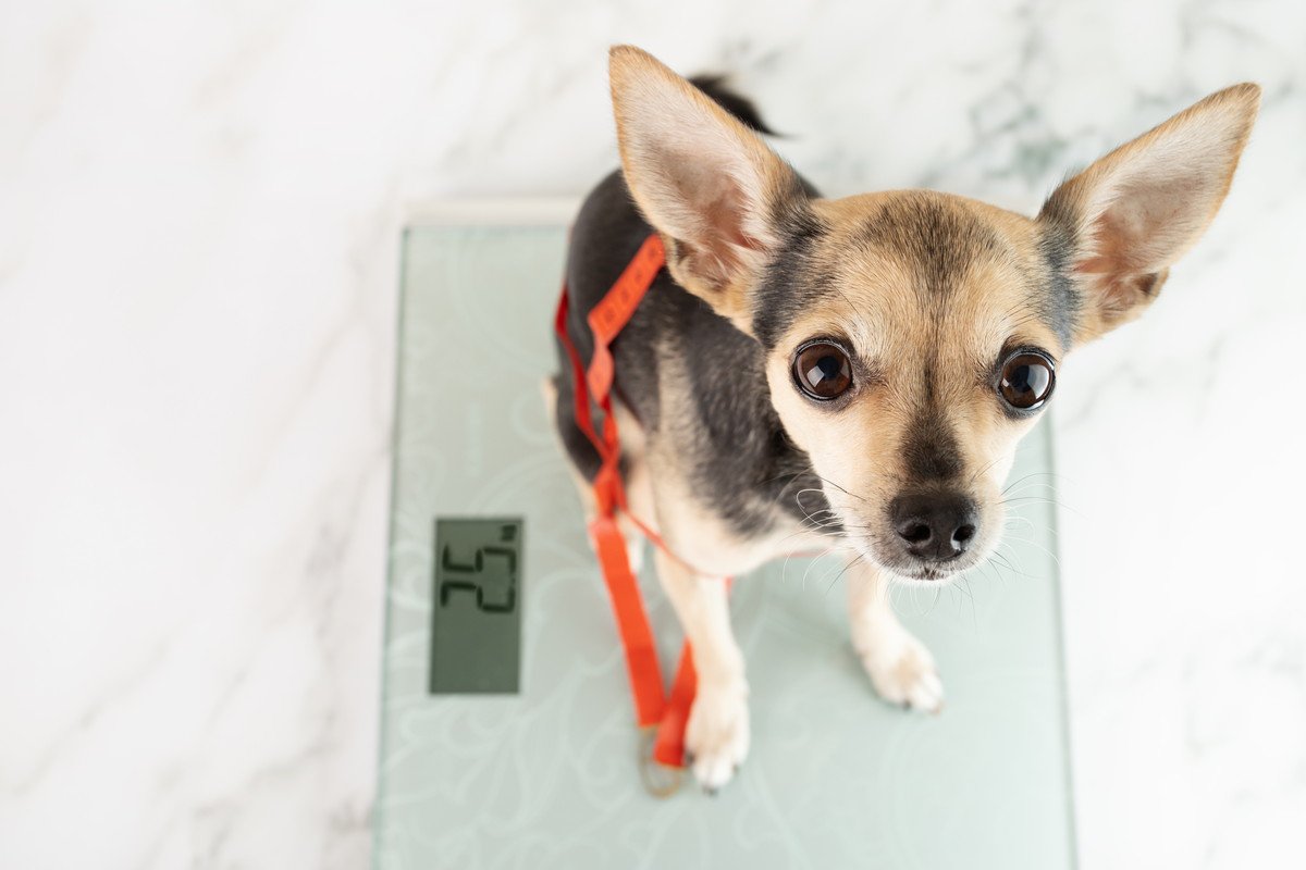 犬の寿命を縮めている『ダイエット法』3選　絶対NGなやり方と健康的に痩せるためのヒント