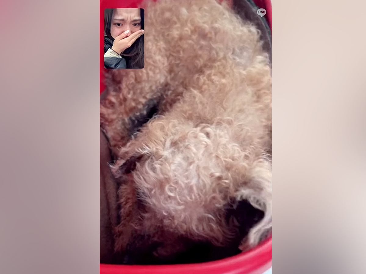 『最後になるかもしれないから…』遠くにいる娘が寝たきりの犬とビデオ通話をしたら…涙が止まらない光景と『まさかの展開』が100万再生