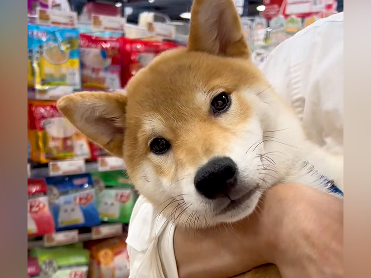 『生後6ヵ月の売れ残り犬』を家に迎えた結果…胸がいっぱいになる『1歳の誕生日を迎えた様子』が10万再生「感動した」「待っていたんだね」