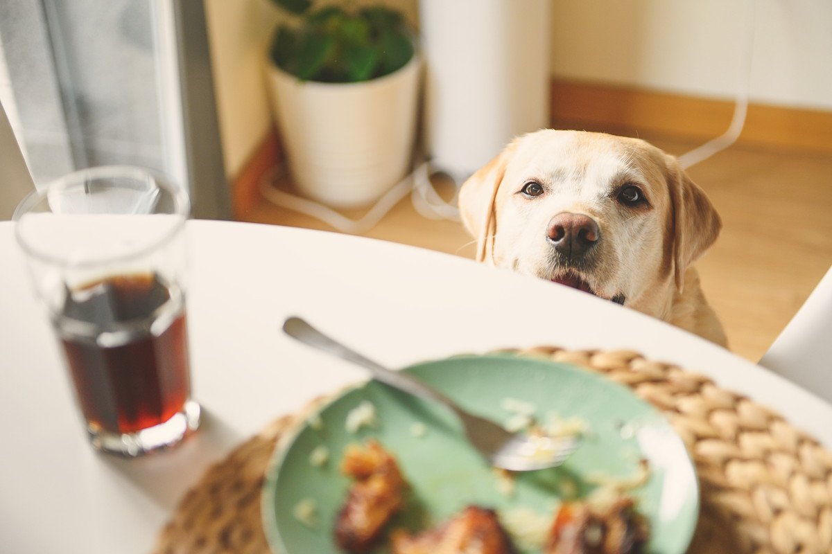 犬が人のごはんを見てくる理由5つ　可愛いおねだりへの適切な対処法まで