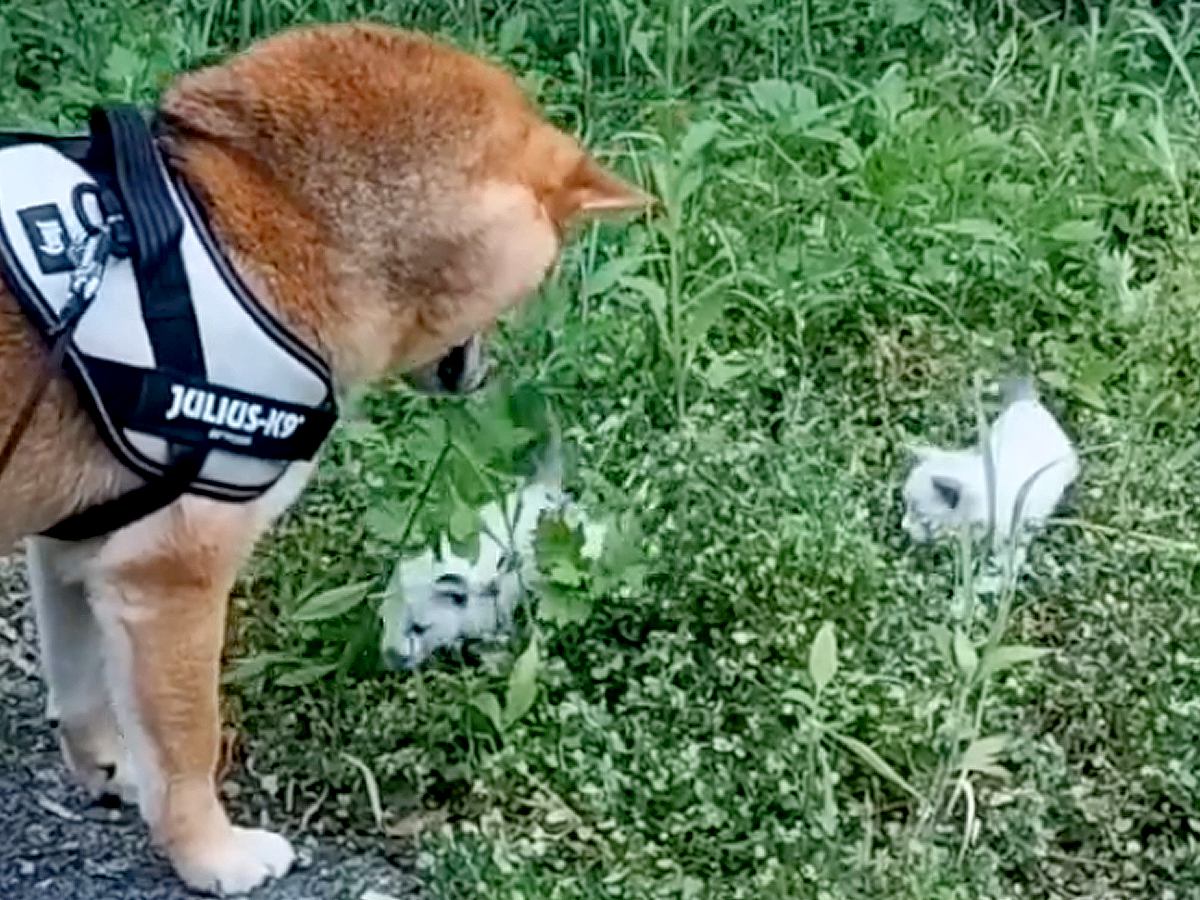 茂みに捨てられた2匹の子猫→散歩中の柴犬と出会い…涙が止まらない『家族になるまでの軌跡』が176万再生「仲良くなれそう」「本当よかった」