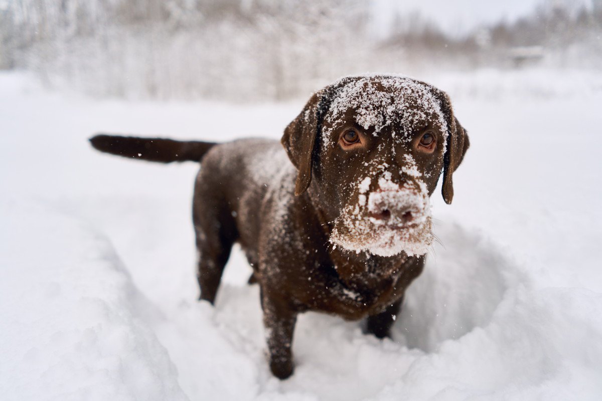 犬と雪の日に散歩する時の『絶対NG行為』6選！注意しないと大けがに繋がるかも…！