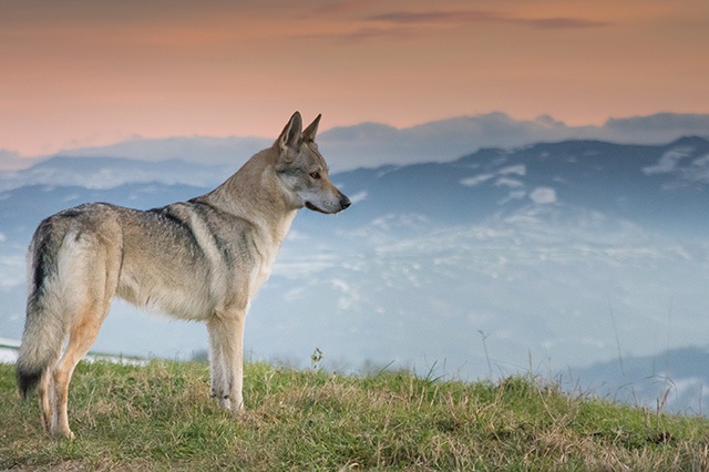 どうして犬の足は細長い？進化をたどればわかる犬の姿