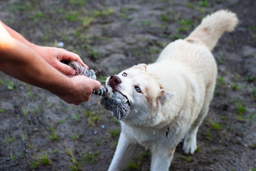 犬がおもちゃを離さない！適切な対処法やNG行為を解説