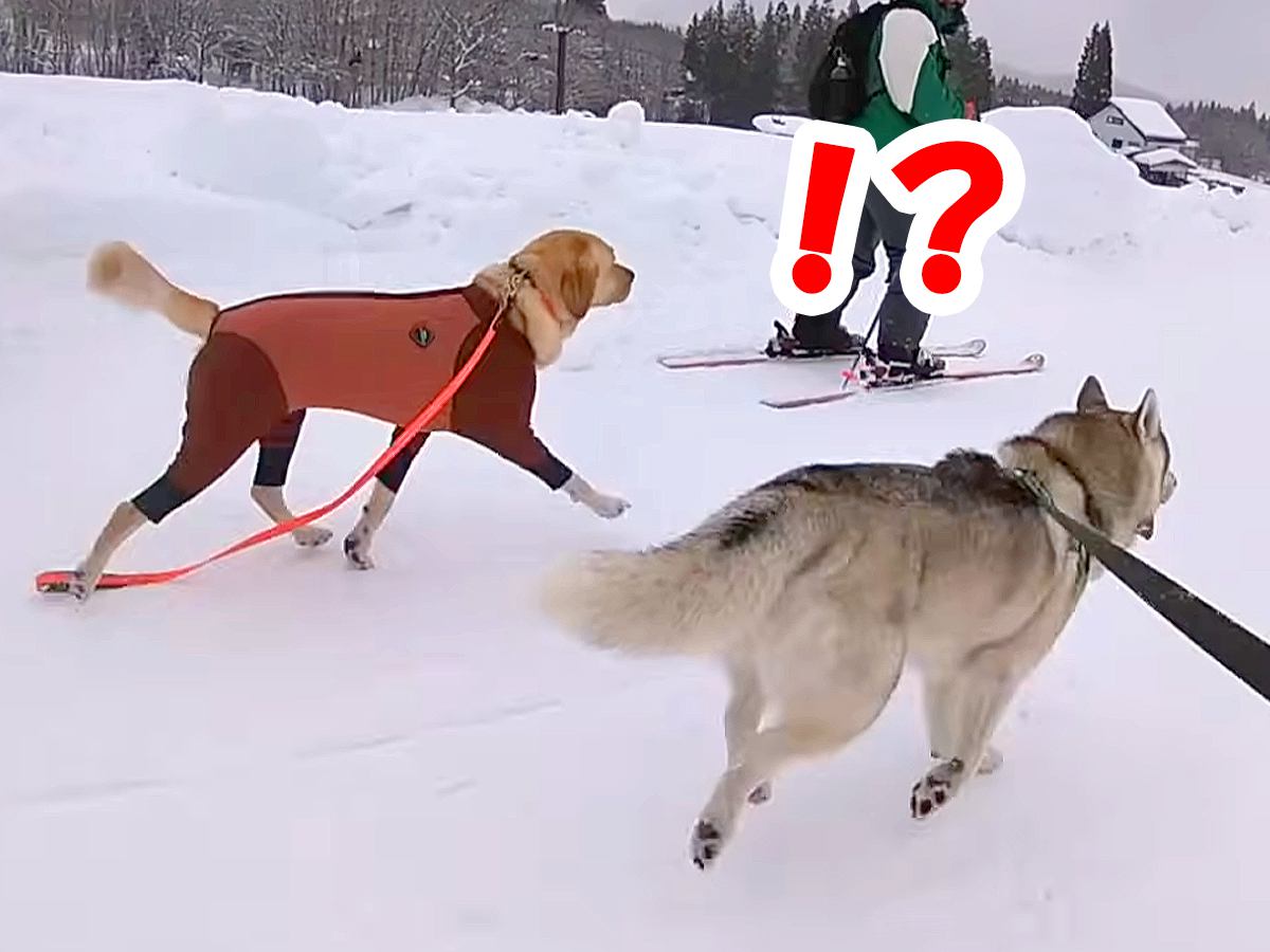 雪山でハスキー犬と爆走していたら、知らない大型犬がついてきて…まさかのハプニングと『衝撃の結末』が10万再生「どこ行くのｗ」「楽しそう」