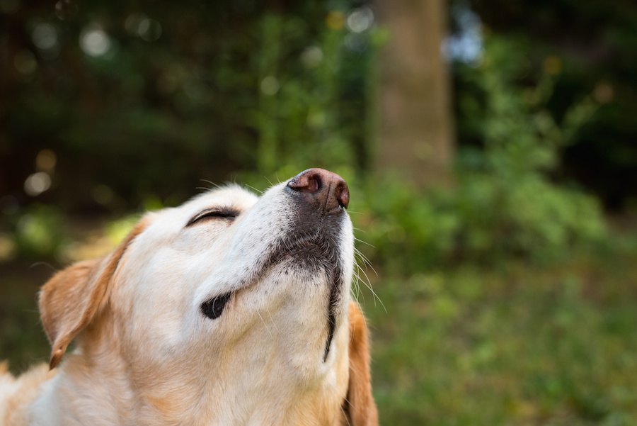 犬は糖尿病患者の低血糖症をどれくらい正確に検出するかという研究結果