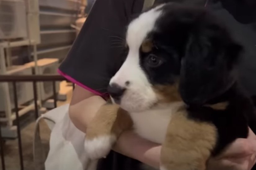 大家族に子犬がやってきた！先住犬たちが見せた反応に「みんな優しい」「成長が楽しみ」「サイズ感がバグる」大反響