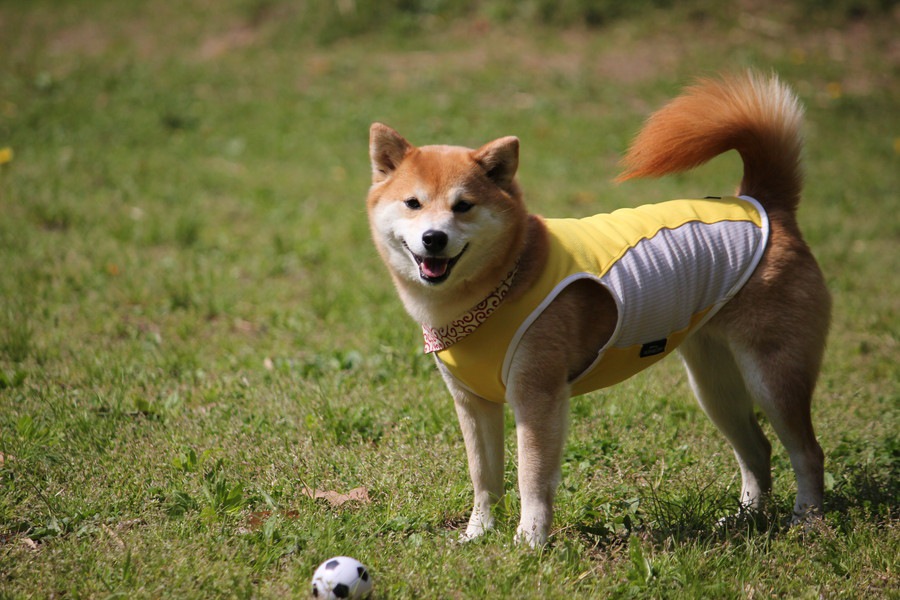 愛犬に合わせた暮らしを送ろう！年齢別に見るライフスタイルの違い