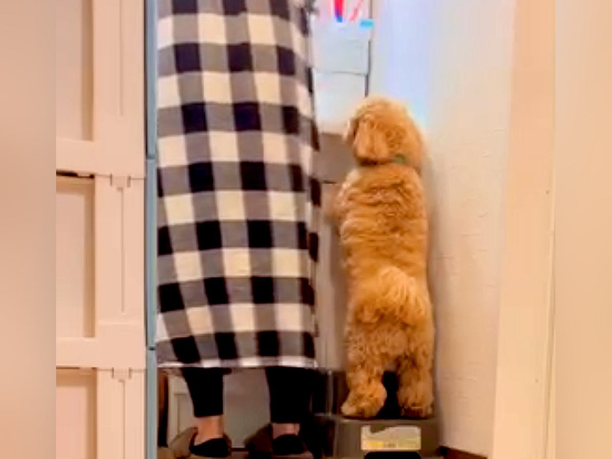 家事で大忙しの母→犬の『構ってアピール』を後回しにした結果…ふれくされながらも見せた『まさかの行動』が140万再生「必死でかわいい」と反響