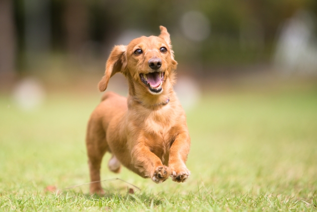 愛犬にグルコサミンで毎日健やか、元気にお散歩！おすすめのサプリメント