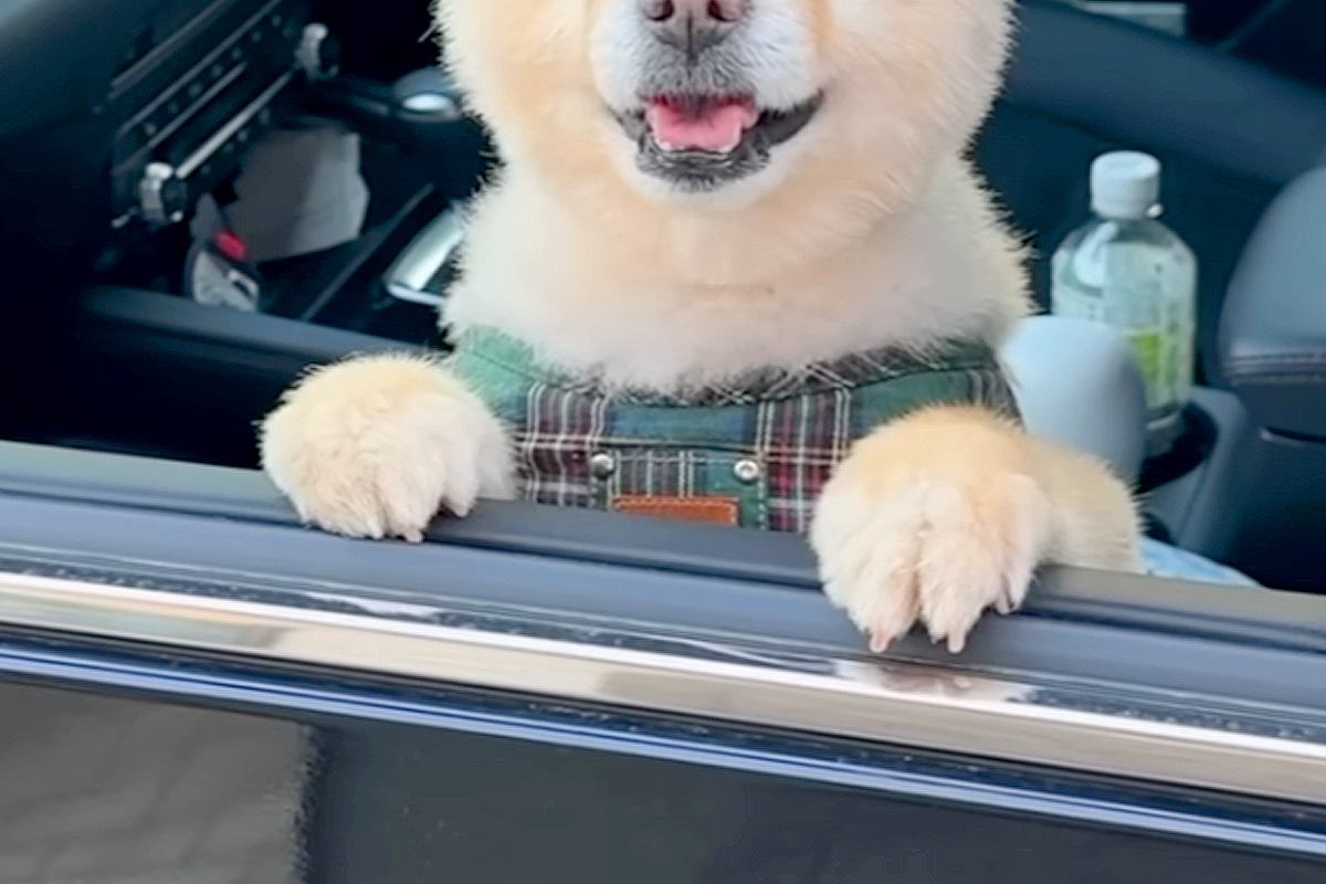 帰省時、犬を連れて行った結果→嬉しくなりすぎて…おじいちゃんおばあちゃんとの『半年ぶりの再会』が28万再生「ニコニコで最高」「可愛い」