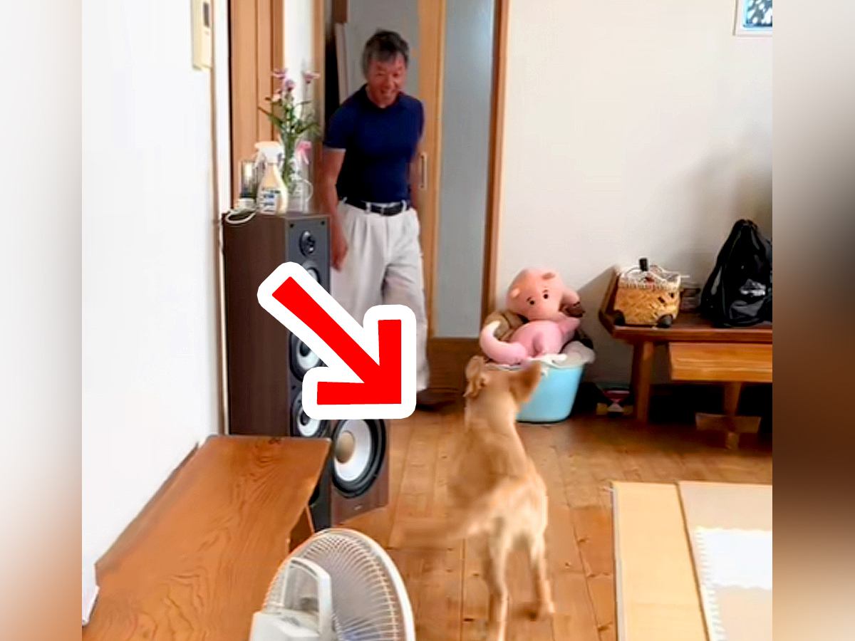 犬を飼うことに反対していたおじいちゃん→ゴールデンレトリバーの子犬が駆け寄ると…『まさかの反応』に「たまらんｗ」「メロメロ」と反響