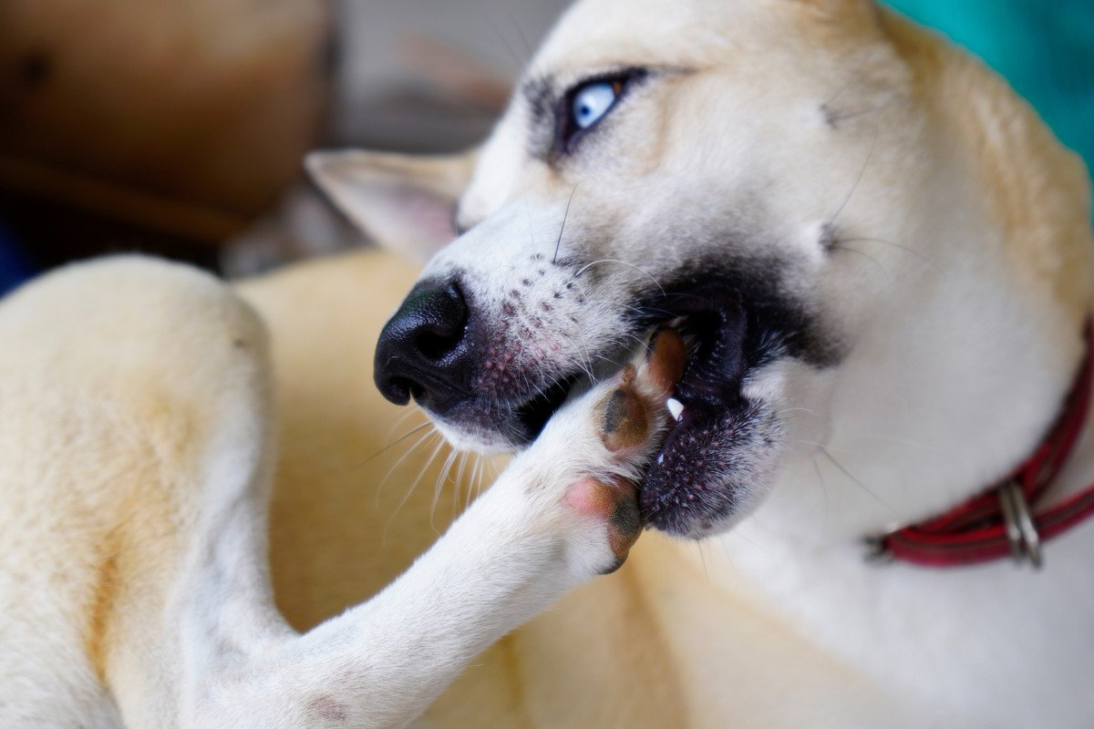 犬が自分の手足を噛んでしまう４つの原因とは　注意すべきポイント、やめさせる方法まで解説