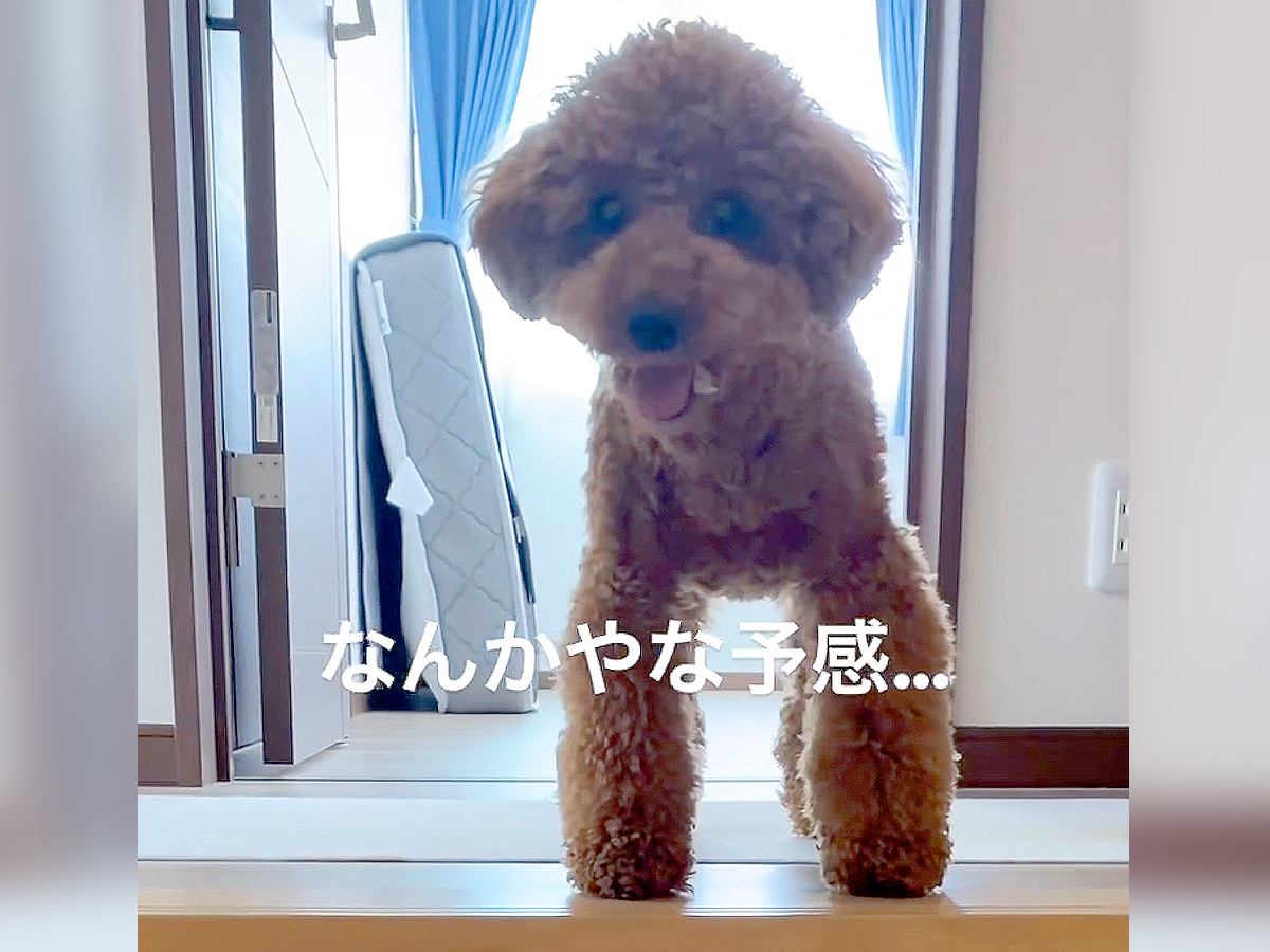 『嫌な予感…』犬が呼んでいたので付いていった結果…まさかの『報告内容』が12万1000再生「悪気なさ過ぎて草」「可愛いから許しちゃうｗ」