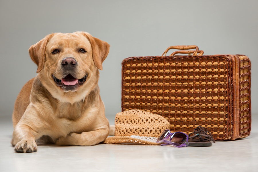 犬と一緒に旅行に行くなら飛行機？新幹線？それぞれのメリットとデメリット