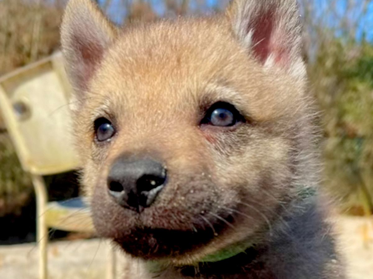 『つぶらな瞳の赤ちゃん犬』かと思っていたら→1年後…もはや別の犬？『カッコよすぎる成長』に「素晴らしい」「オオカミにしか見えない」と反響