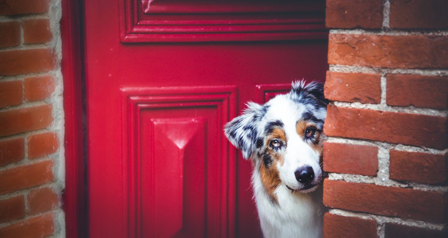 明日は我が身…犬が迷子になってしまう主な原因３つ