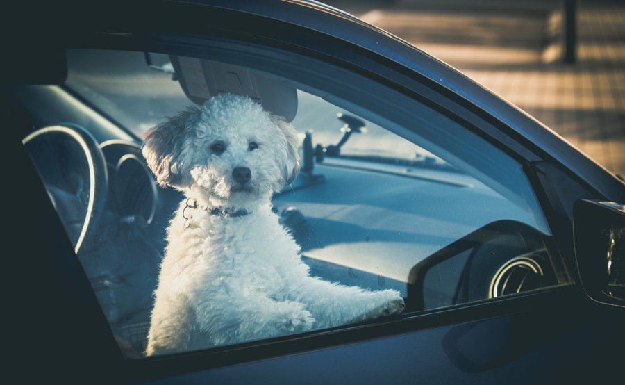 夏の車内に犬を残すのは絶対NG！最悪死亡することも