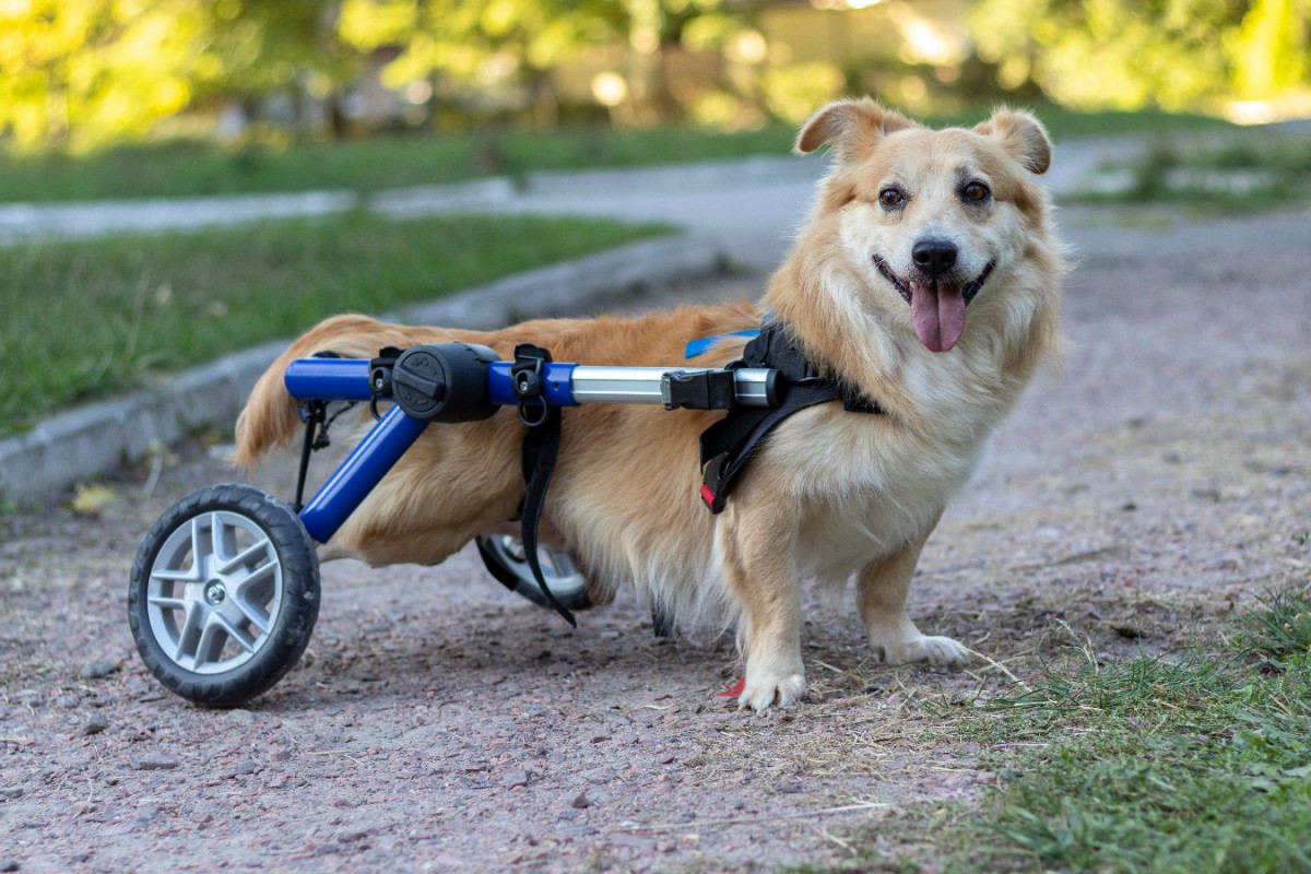 AKC健康基金が犬の変性性脊髄症の治療法研究を資金面でバックアップ