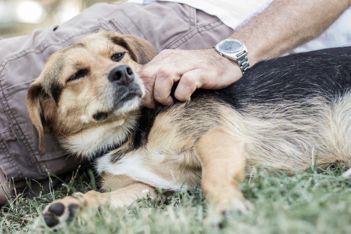 国境を越える犬の増加に伴い、輸入犬と飼い主との関係の調査結果