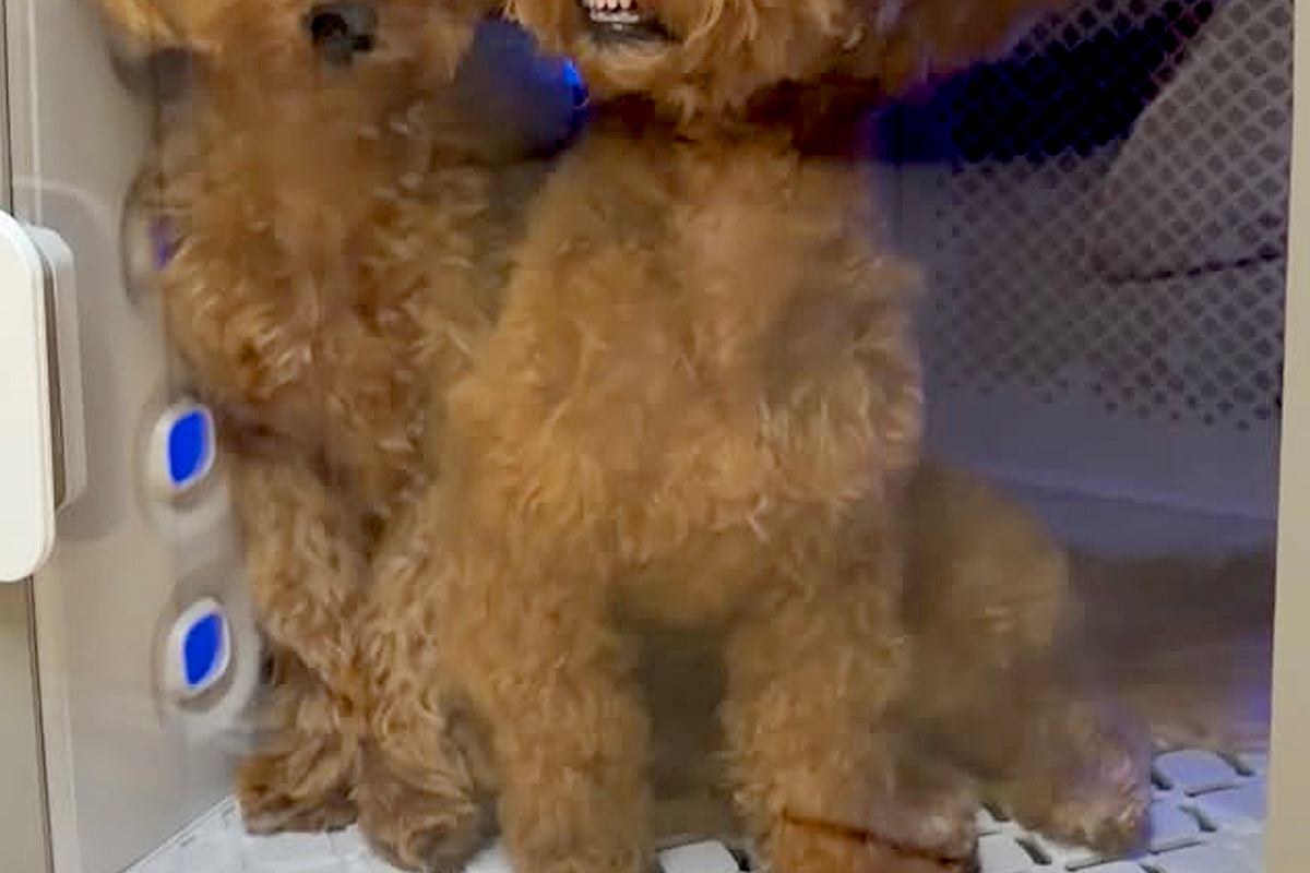 ドライルームに入った犬→ふと顔を見てみたら…思わず吹き出す『まさかの表情』が25万再生「歯ｗｗ」「研ナオコかと思った」「笑いが止まらん」