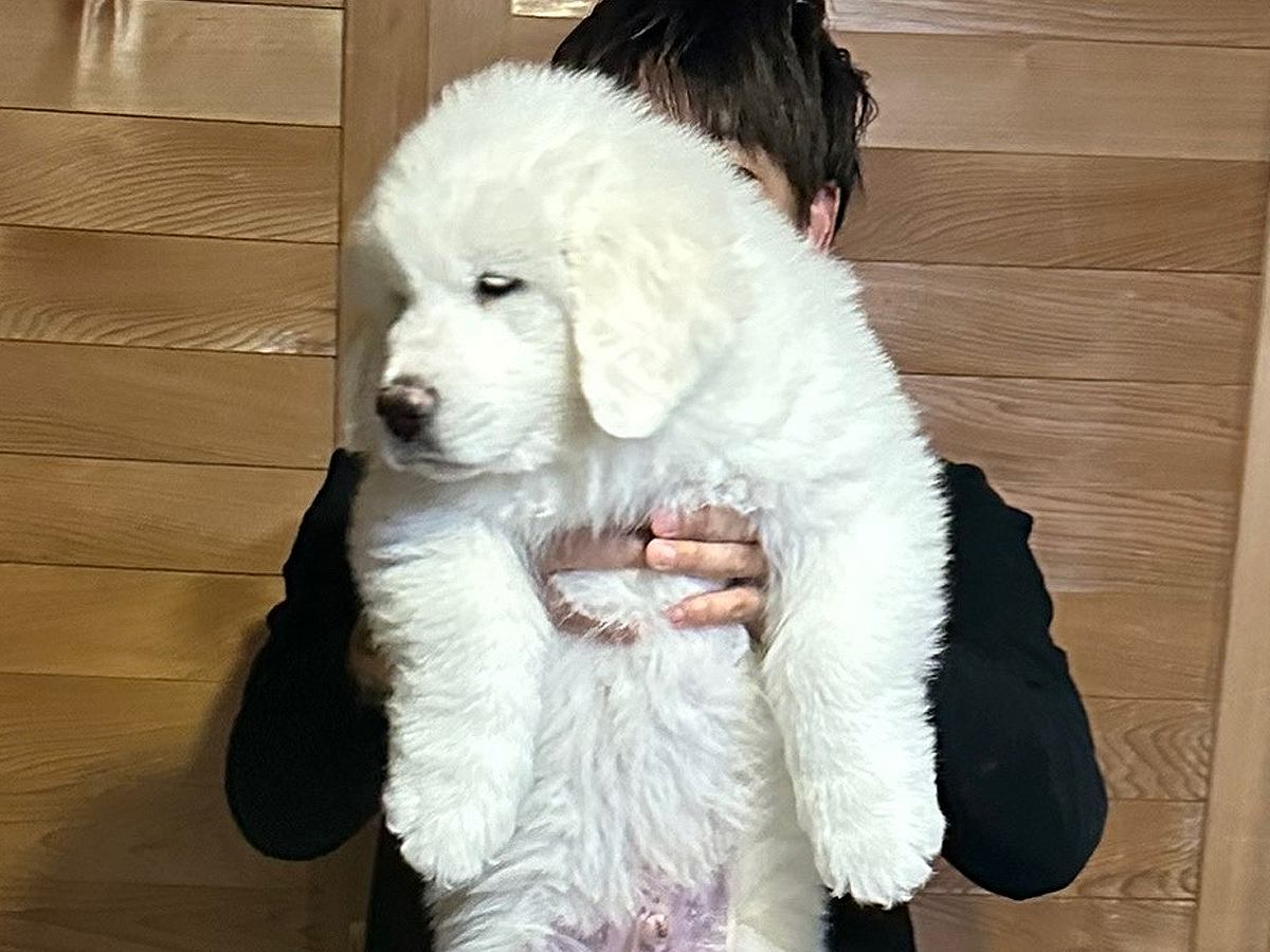 生後2ヶ月の赤ちゃん犬→すくすく育ち、8ヶ月後…『衝撃的なサイズ』に成長した光景に3万いいね「スピード違反レベルｗ」「やる気ない顔好き」