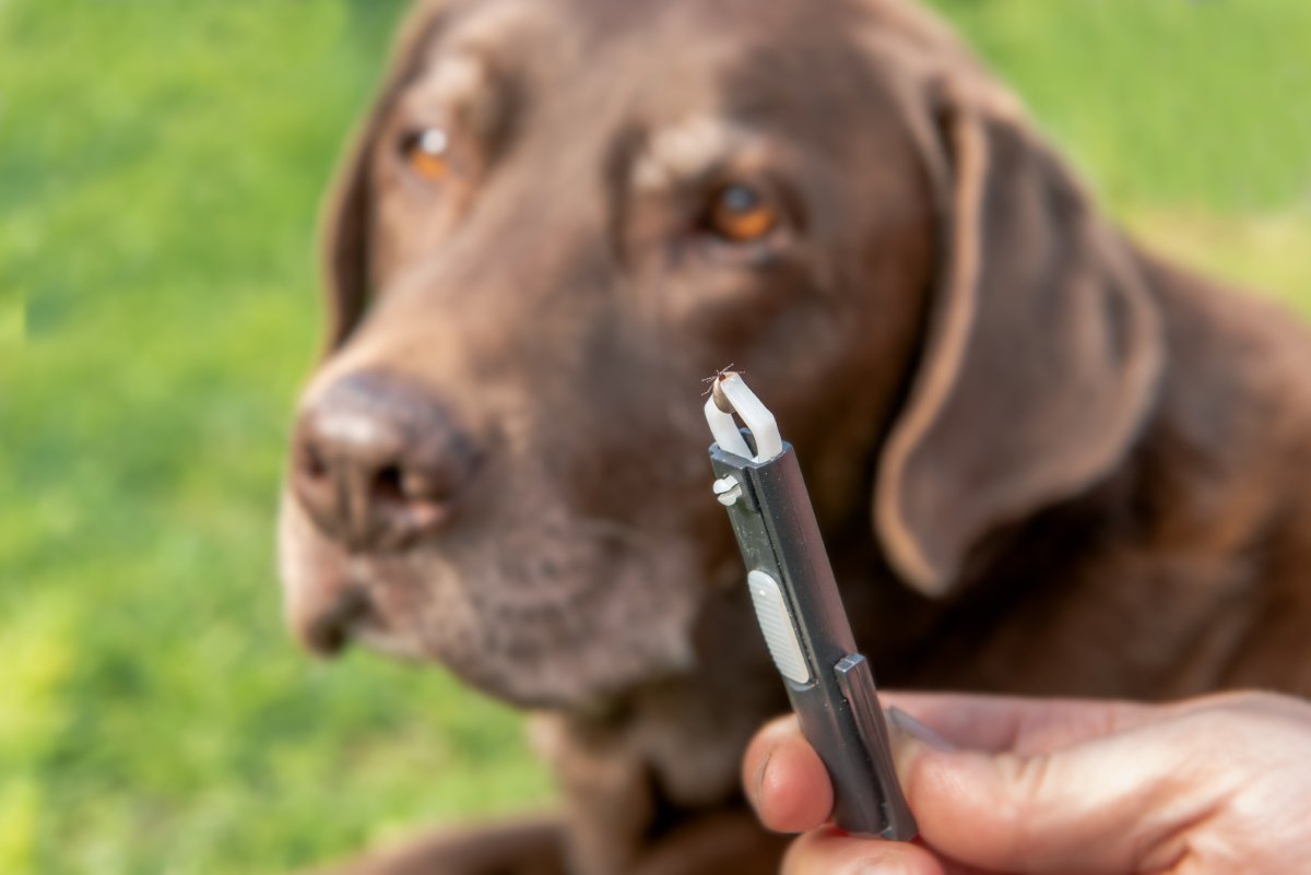 犬の命を脅かす『有害な虫』5選　どんな場所に生息しているの？散歩時の注意点まで解説