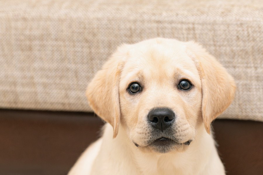 危険！犬が口に入れたものを無理やり取ると起こる『最悪なケース』