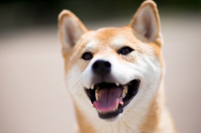 柴犬の外飼いは可能？メリット・デメリットと知っておきたい注意点 