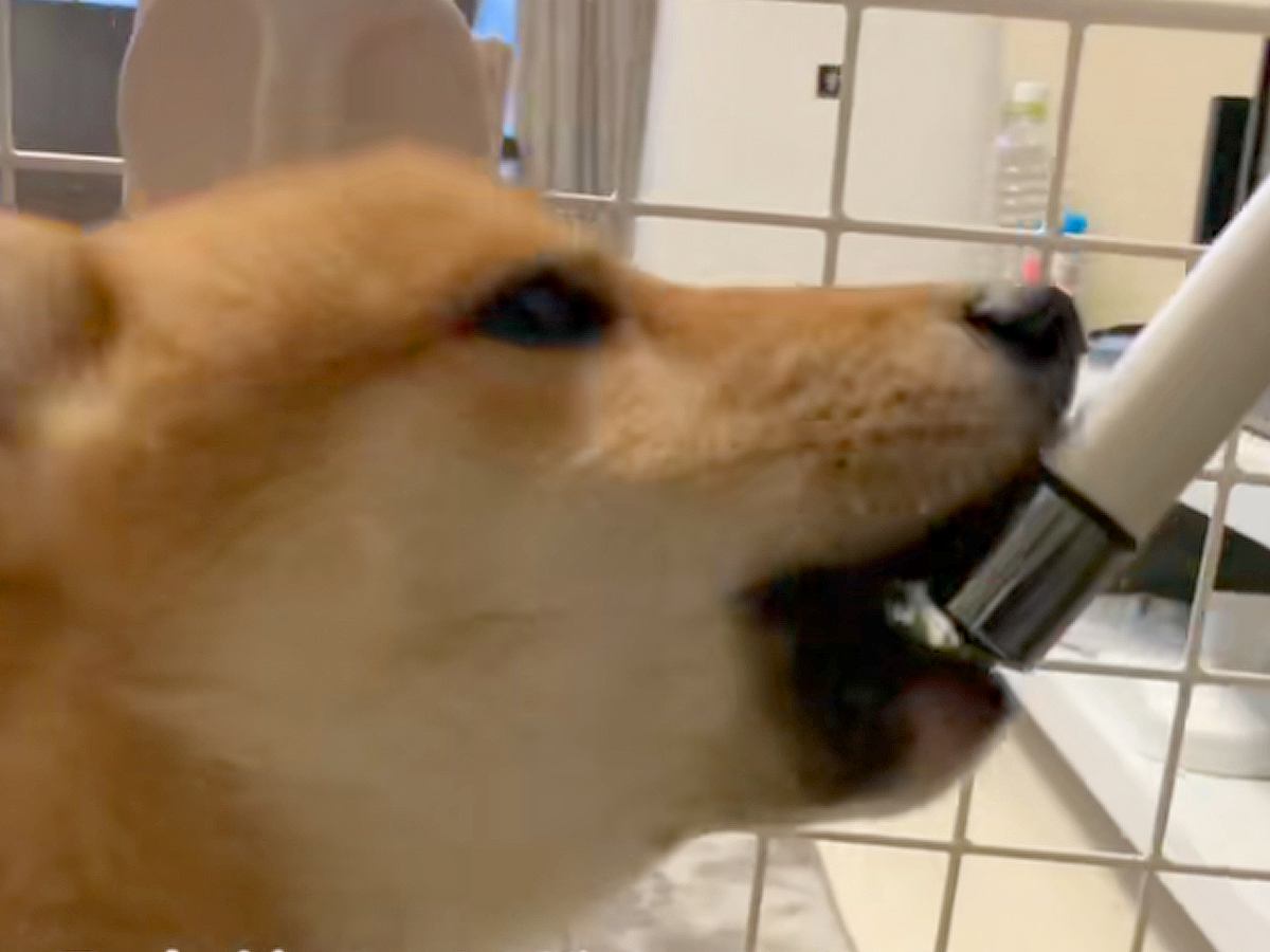 水を飲みすぎている犬→心配で病院に連れて行ったら…予想もつかなかった『診断結果』が137万再生「治療法は撫でまくる」「健気でかわいすぎ」
