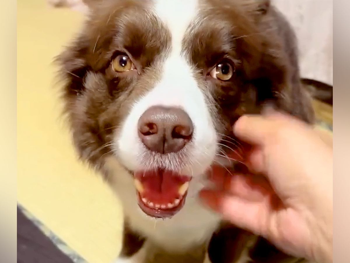 『暑いから一緒に寝るのやめよう』と犬に提案→寝転がった結果…絶対に断れない『尊すぎる行動』が327万再生「悶絶した」「可愛いしかない」
