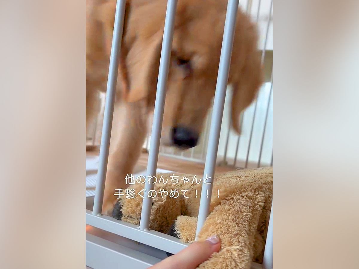ぬいぐるみと手をつないでいたら、大型犬が寄ってきて…嫉妬で見せた『まさかの行動』が68万再生「人間味ありすぎ」「大好きなんだね」と反響
