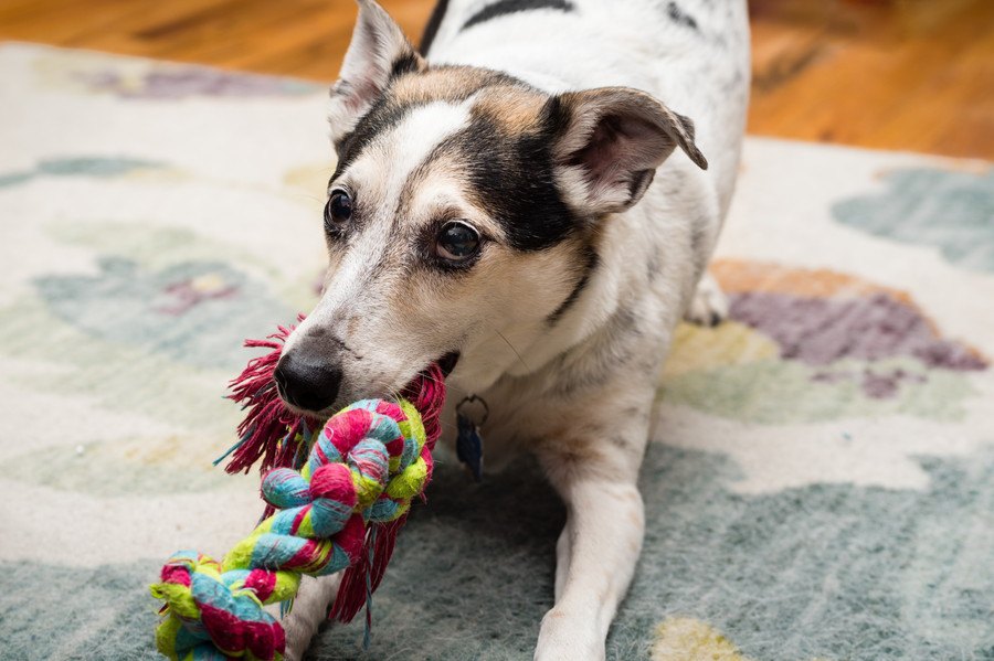 犬の散歩に行けない時におすすめ！家でできる『ストレス発散法』３選