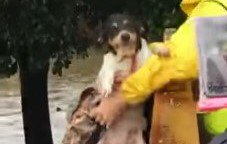 ハリケーンで洪水が発生。3日間水につかっていた犬の叫びが届いた！