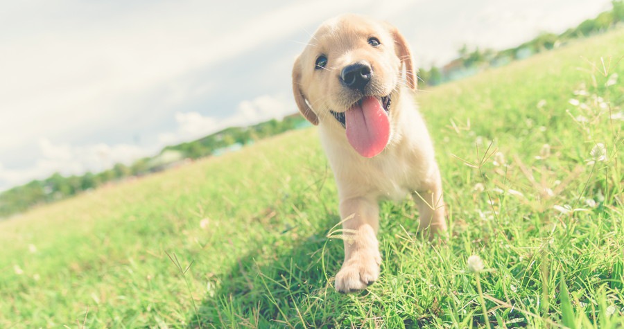 子犬のワクチン接種とは？副作用や種類、スケジュールについて