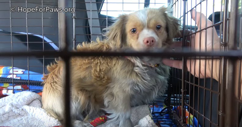 ホテルの建設現場に居ついたボロボロな小型犬。ホテルの完成間近で…