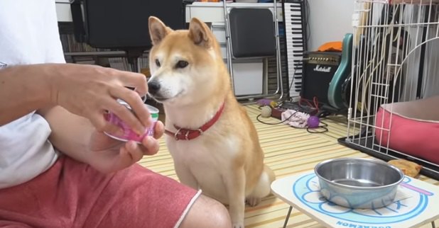 遊びもそっちのけ！美味しい音を聞いて飛んでくる柴犬