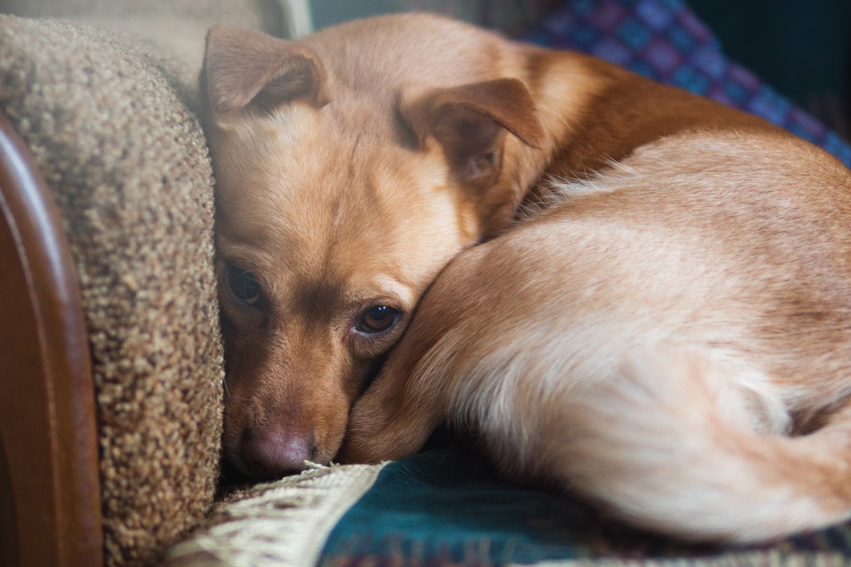 犬が震えている時に考えられる４つの原因　絶対に放置してはいけないケースから対処法まで解説