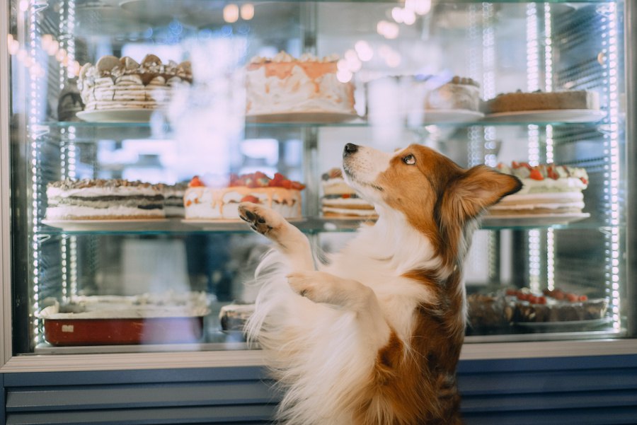 犬にチョコを絶対に与えてはいけない理由３選【バレンタイン注意】