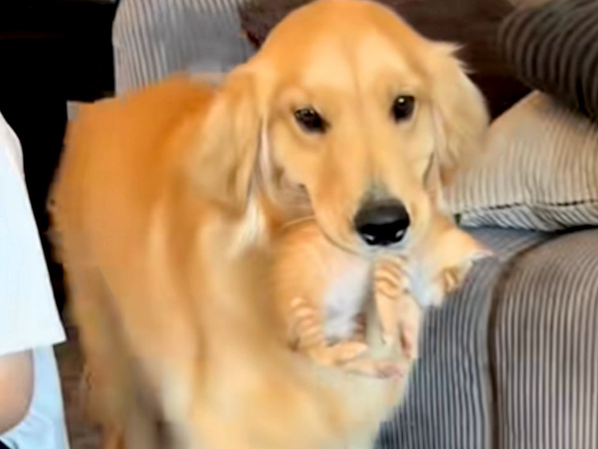 赤ちゃん猫が大好きな大型犬→来客があった時に…まるで『母親』のような行動が151万再生「うちの子可愛いマウントｗ」「優しいお顔」と反響