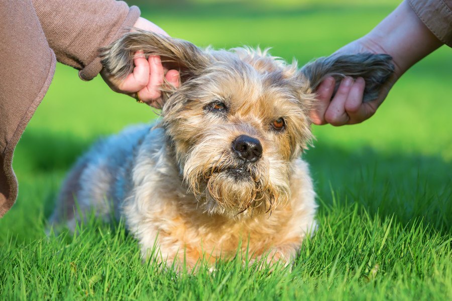 よそのおうちの犬にしてはいけないNG行為５つ